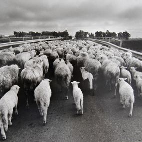 [object Object] - Orgosolo (flock of sheep on the road)