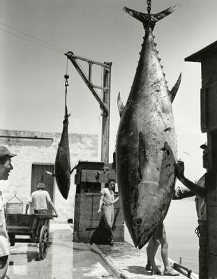 Herbert List - Tuna hoisted after catch