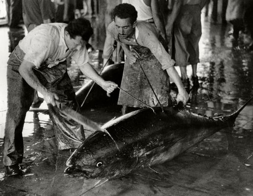 Herbert List - The large head of the tuna is cut off