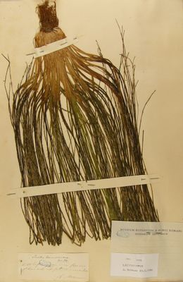 Espécimen de pteridofito
