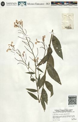 Violaciocca antoniana