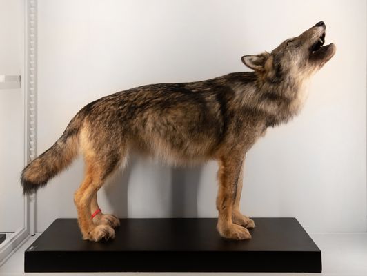 An example of the Italian wolf dog