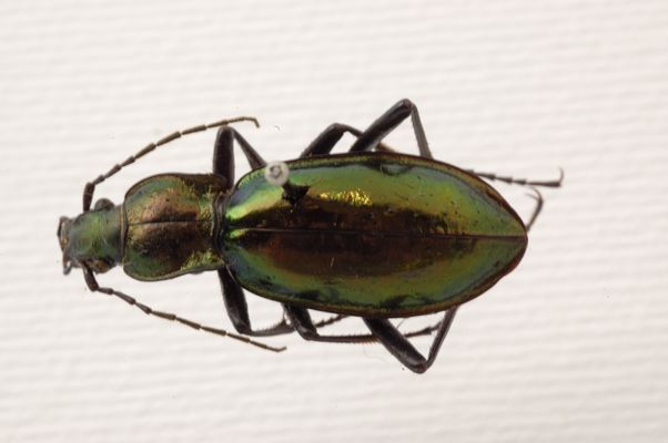 Entomological collection of 'Haas' beetles