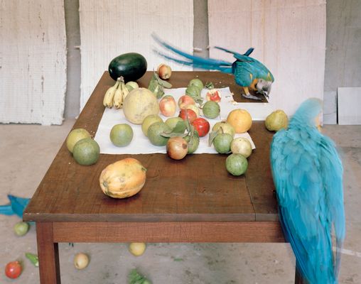 Stefano Graziani - Still Life with Parrots