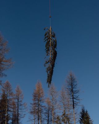 Matteo de Mayda  - A helicopter removes a fallen tree