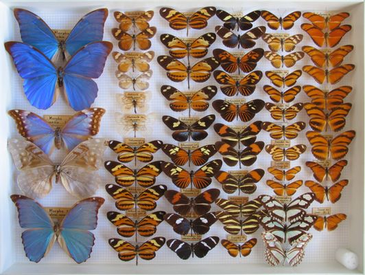 Especímenes de lepidópteros