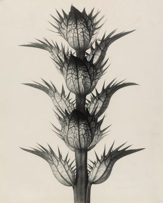 Karl Blossfeldt - Acanthus mollis