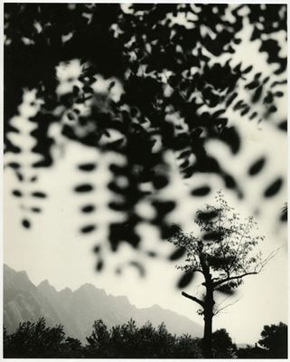 Paolo Monti - Trees (blur)