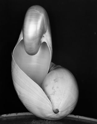 Edward Weston - Shell