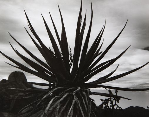 Brett Weston - planta sin titulo