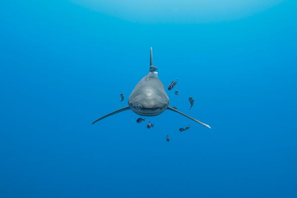 Hussain Aga Khan - Probably the best frame of an oceanic whitetip shark
