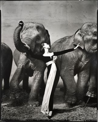 Richard Avedon - Dovima with elephants