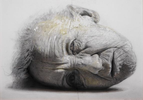 Miguel Ángel Mayo, detto Golucho - Portrait of Insomnia