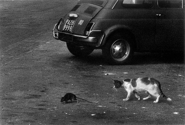 Letizia Battaglia - El gato y el ratón llenos de basura. palermo
