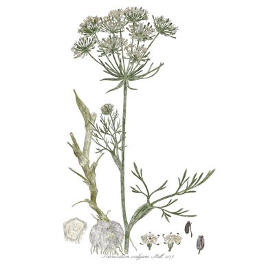 Chiara Scodeller - Genus herbarium