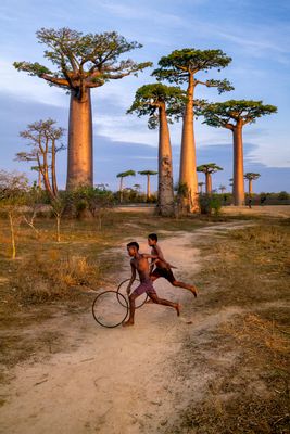 Steve McCurry - Avenida BaoBab, Morondava, Madagascar