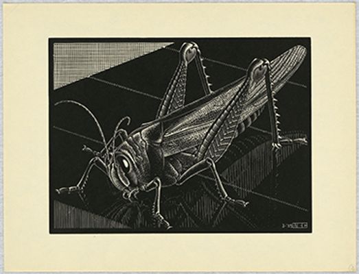 Maurits Cornelis Escher - Grasshopper