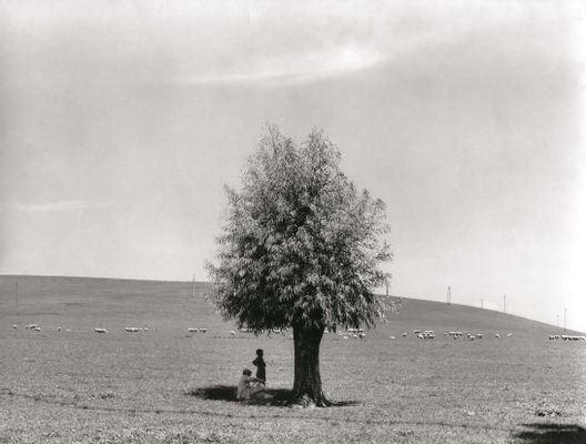 Fulvio Roiter - The man and the tree
