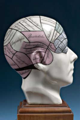 Modelo anatómico de cabeza con mapa frenológico