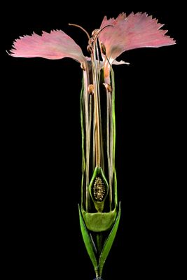 Botanical model of carnation flower