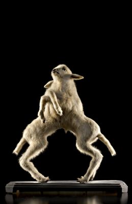 Taxidermic preparation of joined lambs