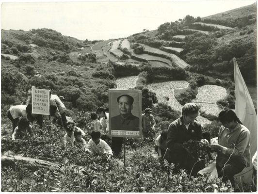 Membri dell ‘Esercito Popolare di Liberazione (PLA) aiutano i contadini nella raccolta delle erbe medicinali sulle montagne della provincia di Kwangtung