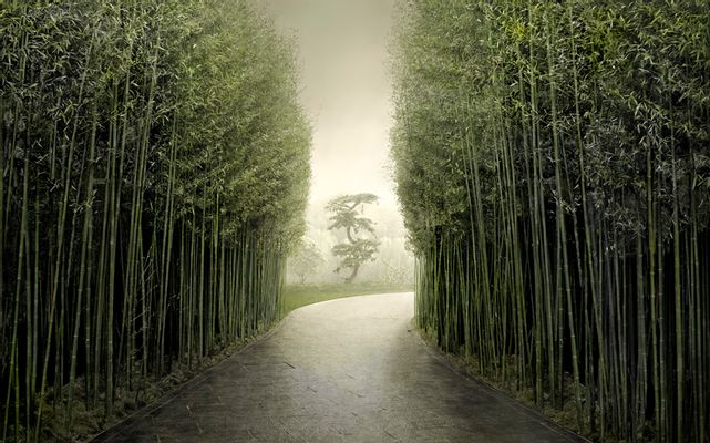 Irene Kung - Bamboo Alley