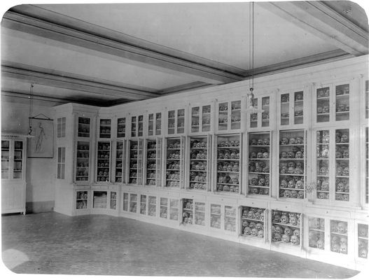 Archive photo of the craniological collection of the San Lazzaro psychiatric hospital
