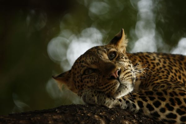 Skye Meaker - Le repos du léopard
