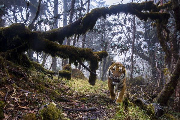 Emmanuel Rondeau - En la tierra de los tigres