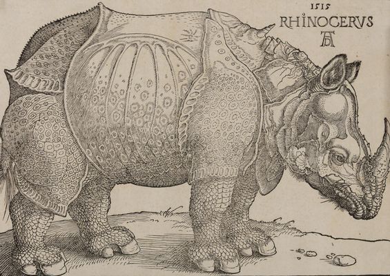 Albrecht Dürer - Rinoceronte