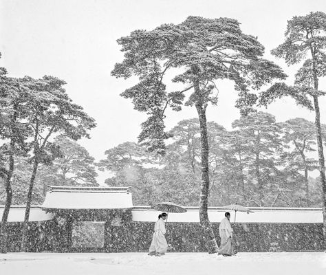Werner Bischof - Meiji shrine landscape