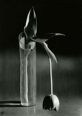 André Kértész - The Melancholic Tulip