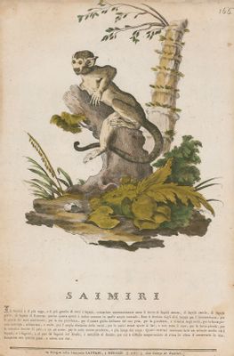 Georges-Louis Leclerc - Historia Natural