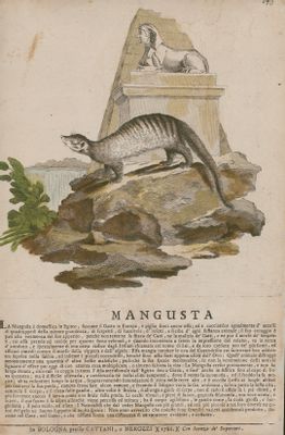 Georges-Louis Leclerc - Historia Natural