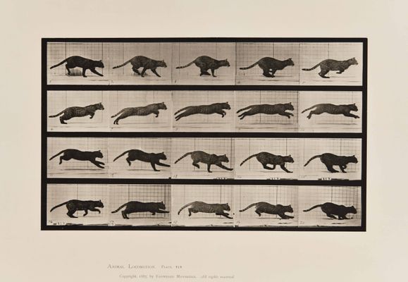 Eadweard Muybrige - Placa de locomoción animal 789
