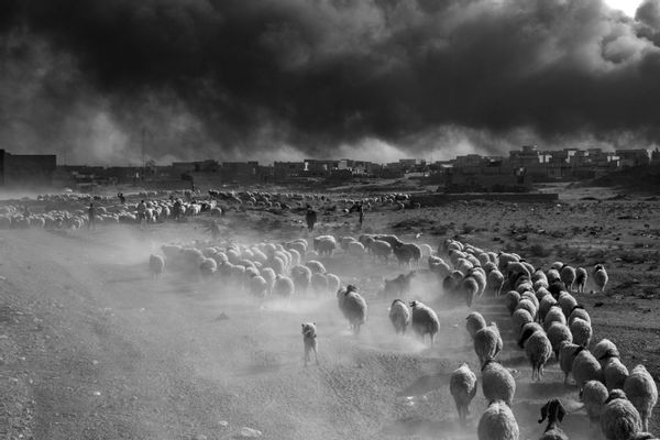 Paolo Pellegrin - People flee from ISIS-controlled areas