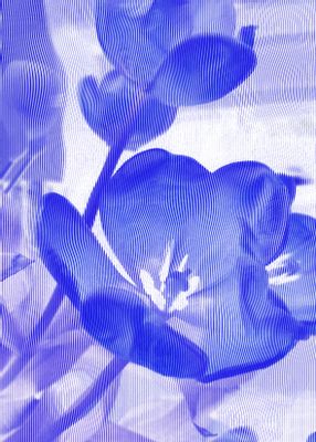 Stefano Arienti - tulipanes azules