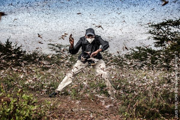 Bekämpfung der Heuschreckeninvasion in Ostafrika