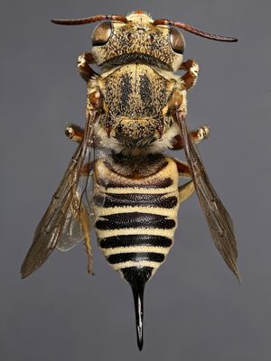 Hymenoptera, Coelioxys acanthura