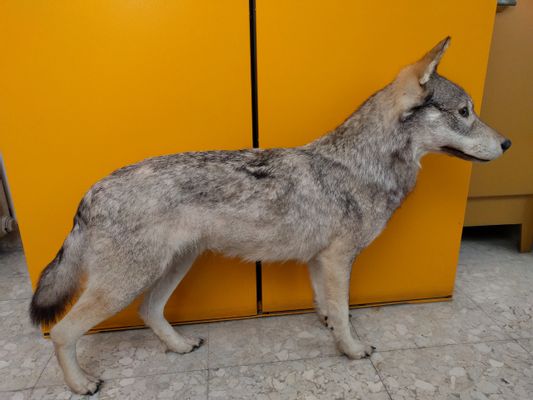 A wolf, a wolf dog
