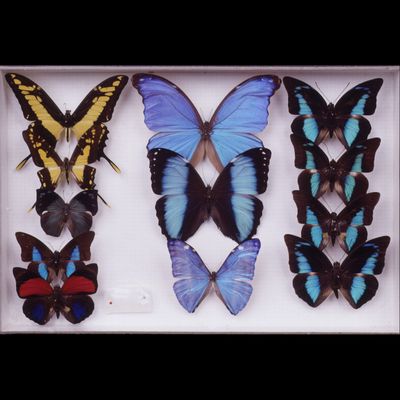 Insects (butterflies)