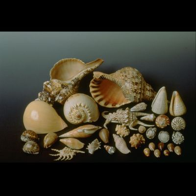Molluschi, conchiglie di gasteropodi