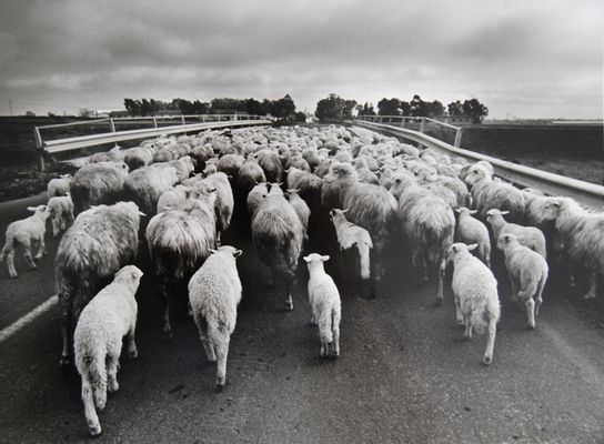 Lisetta Carmi - Orgosolo (flock of sheep on the road)