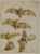 Gian Domenico Tiepolo - Studie von Fledermäusen und offenem Kasten