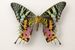 Entomological collection of 'Caron' moths