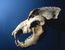 Cavern Bear Skull