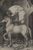 Albrecht Dürer - Stallion and rider