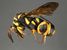 Hymenoptera, Leucospis gigas