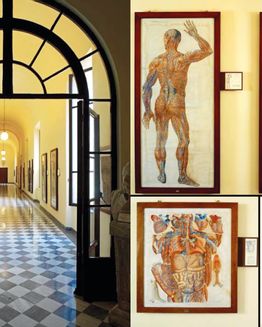 Museum der menschlichen Anatomie von Pisa
